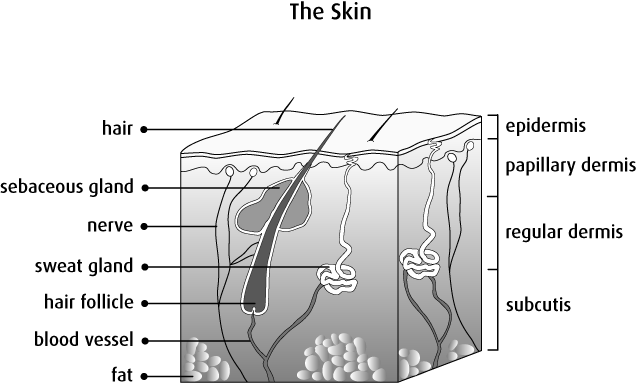 Anatomy And Physiology Of The Skin 