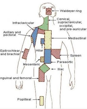 THE LYMPHATIC SYSTEM | Allure Ayr