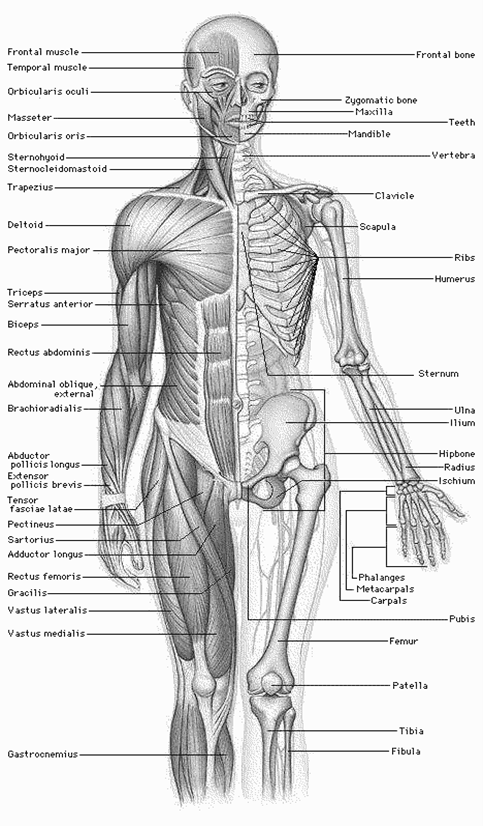 THE MUSCULAR SYSTEM | Allure Ayr