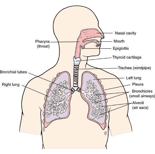 The Respiratory System 